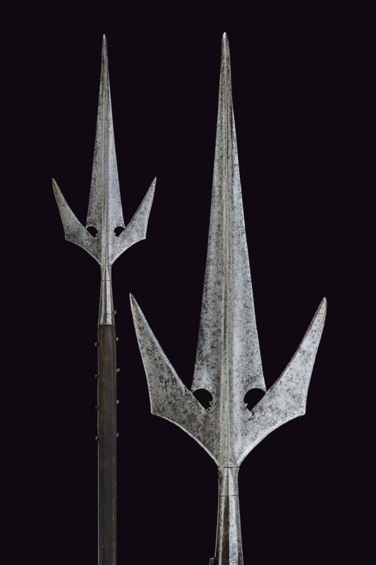 Rara corsesca a pipistrello